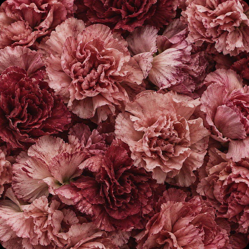 Carnation