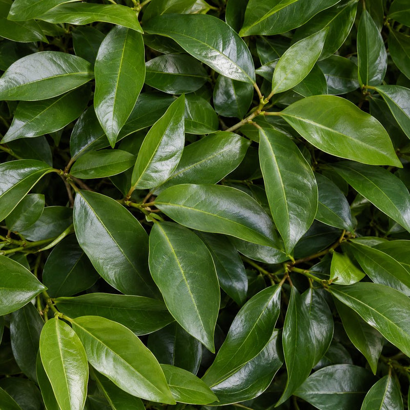 Clove leaf