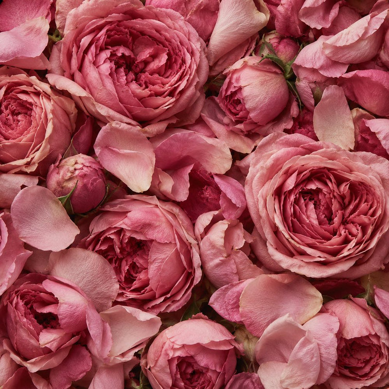 Damask rose