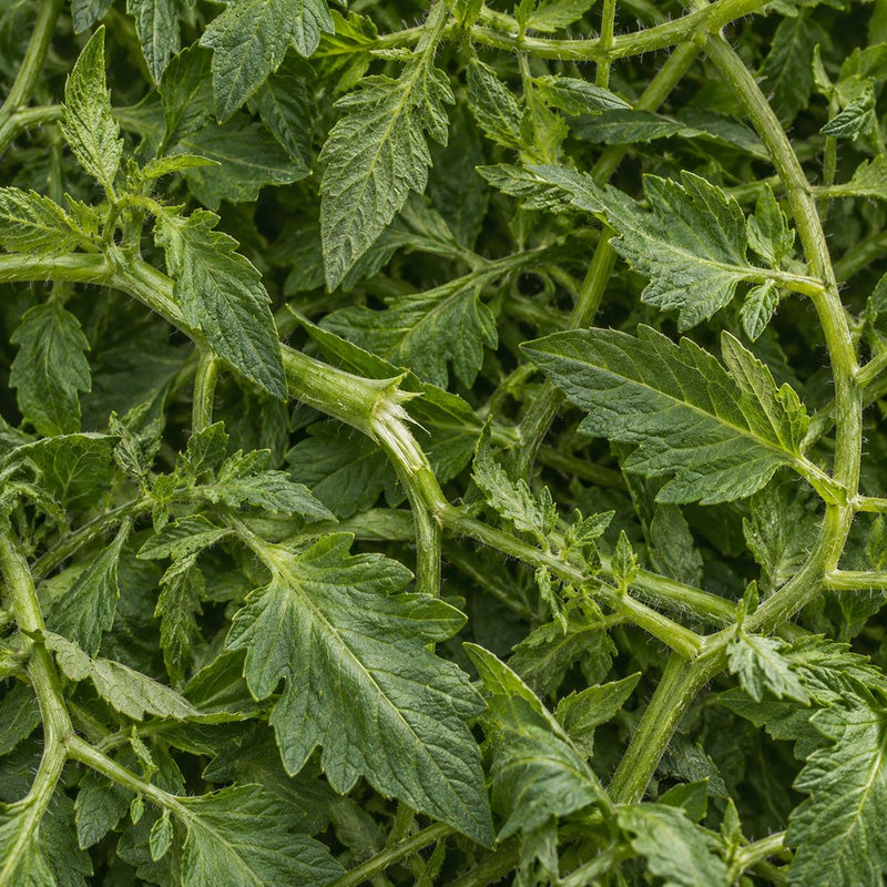 Garden vine