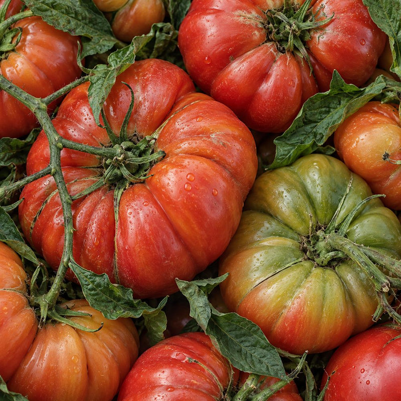 Heirloom tomato