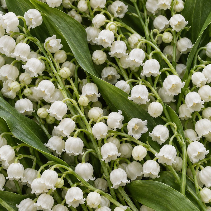 Lily of the valley