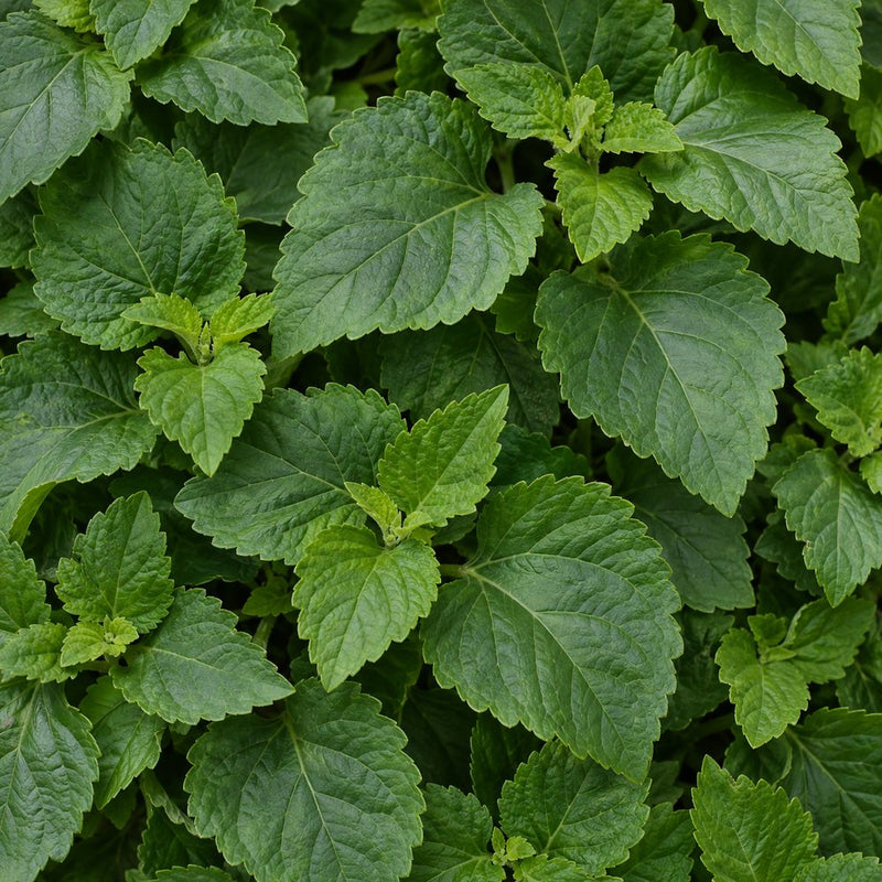 Patchouli